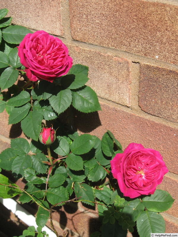 'Sir Joseph Paxton' rose photo