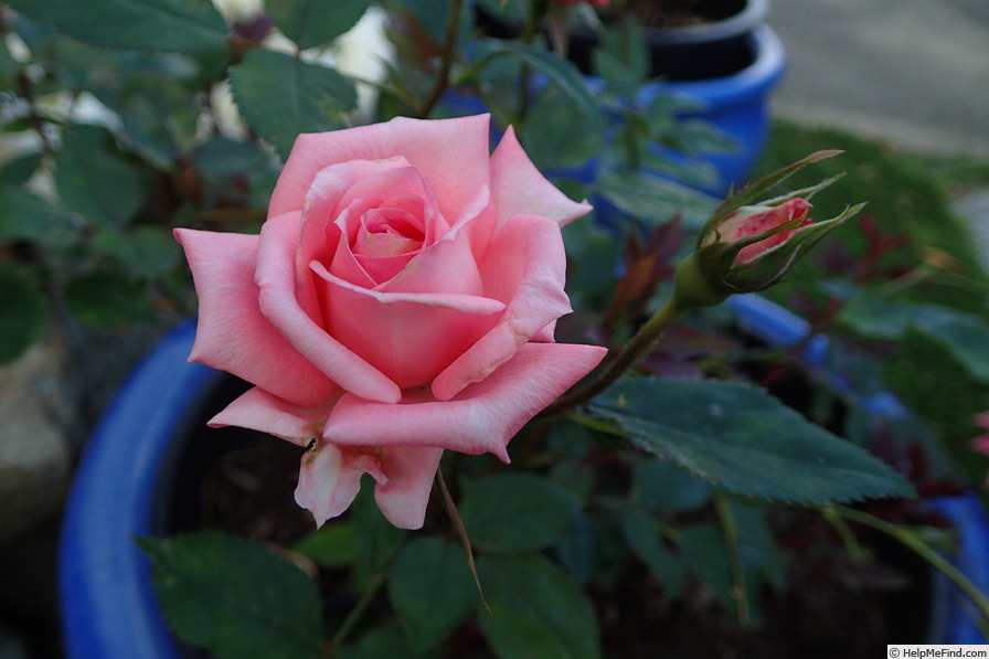 'Pierrine' rose photo