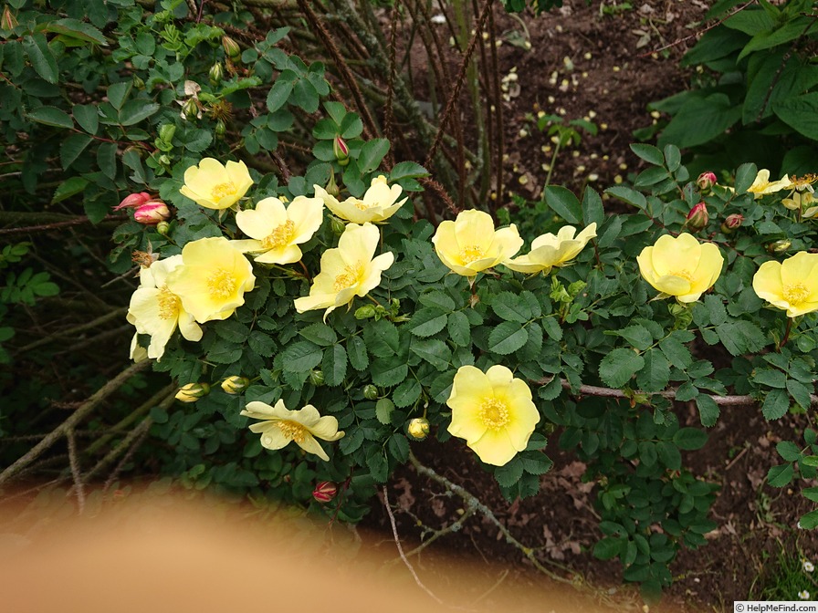 'Single Yellow (spinosissima, unknown)' rose photo