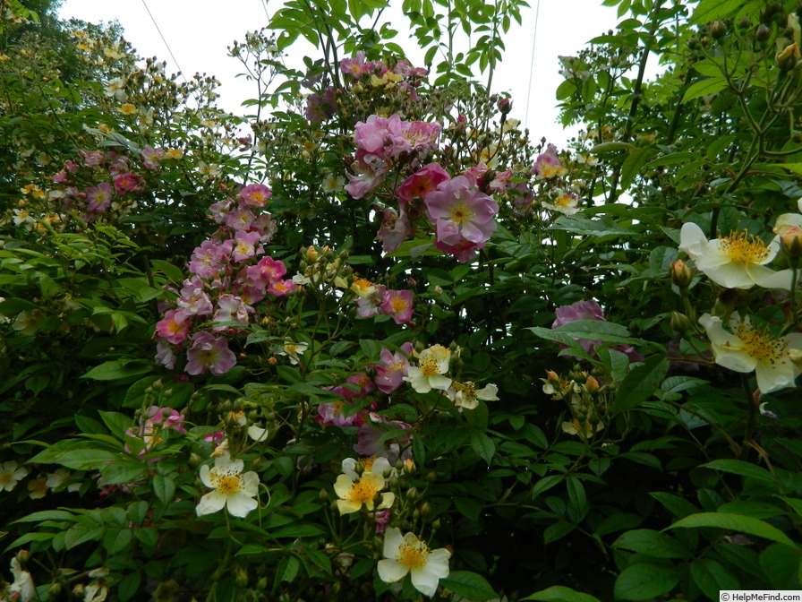 'Aquarelle Lavanda' rose, click to enlarge 'Aquarelle Lavanda' rose photo