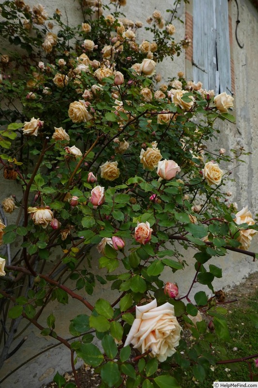 'Madame Bérard' rose photo