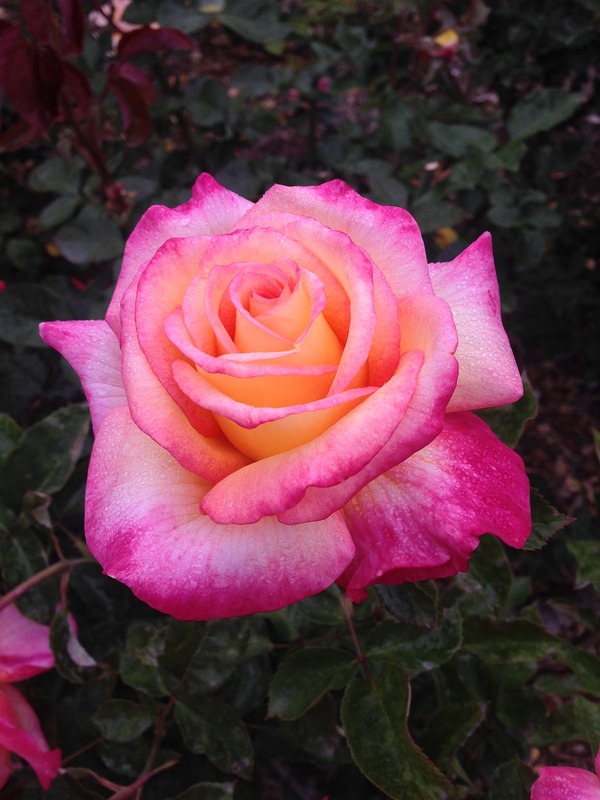 'Beauty from Within' rose photo