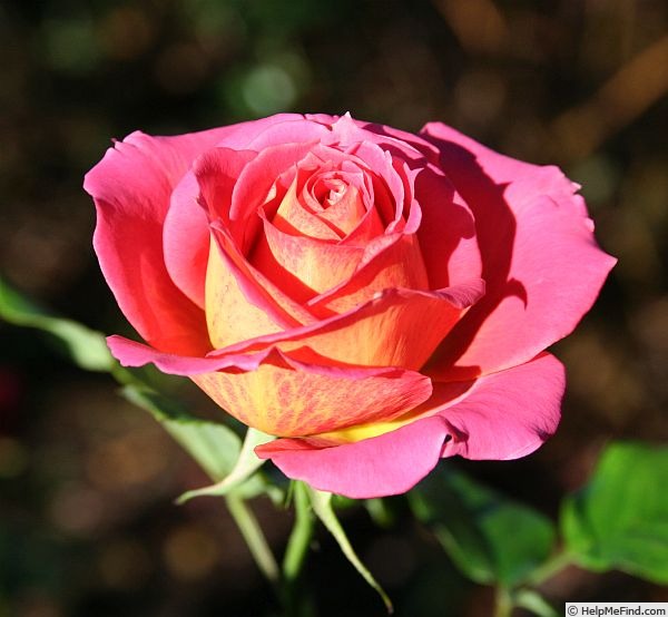 'Lucky Strike' rose photo