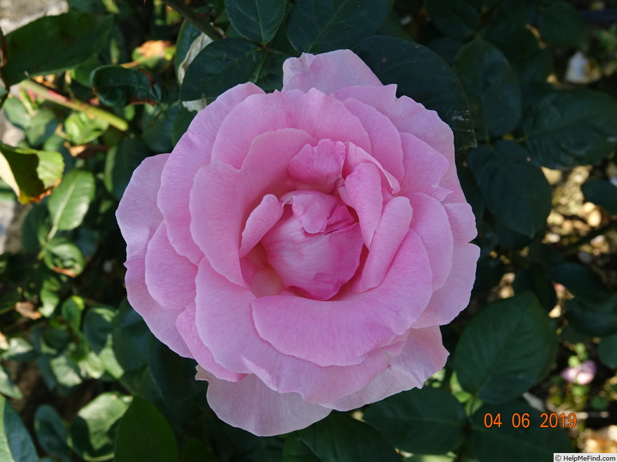 'Grand Siècle®' rose photo