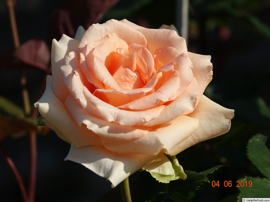 'Versilia®' rose photo