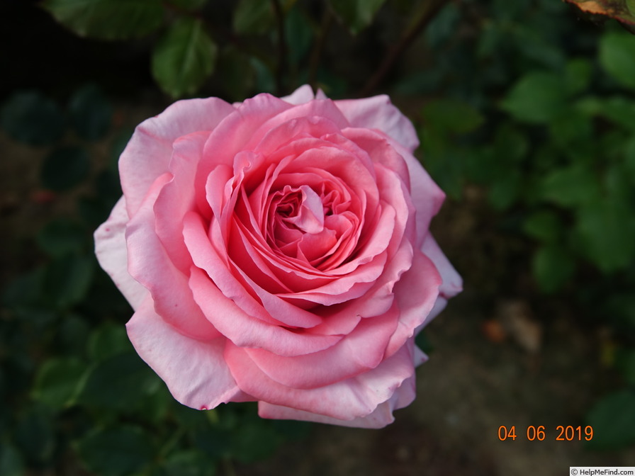 'Arthur Rimbaud ®' rose photo