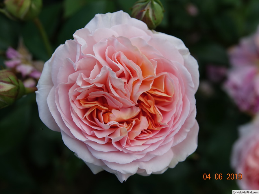 'Chippendale ®' rose photo