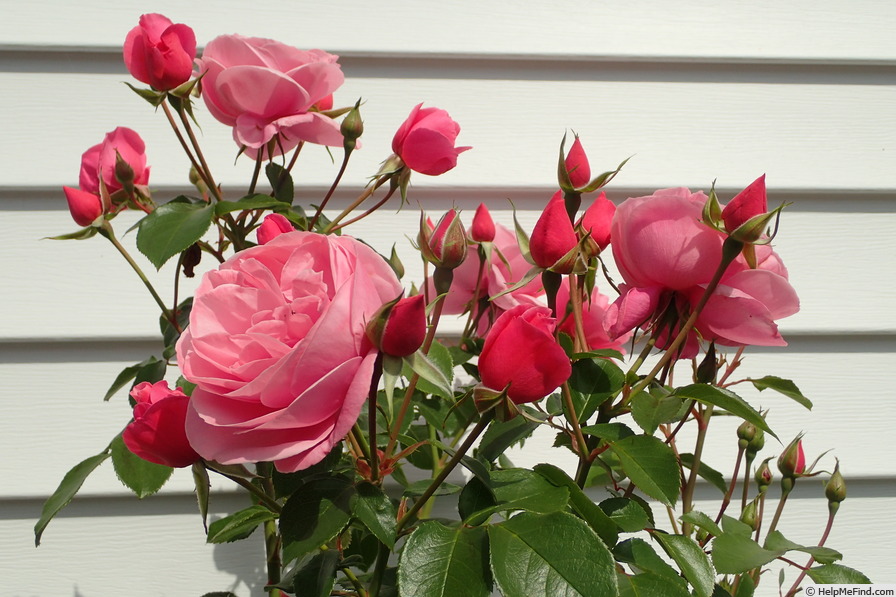 'William McCarthy' rose photo