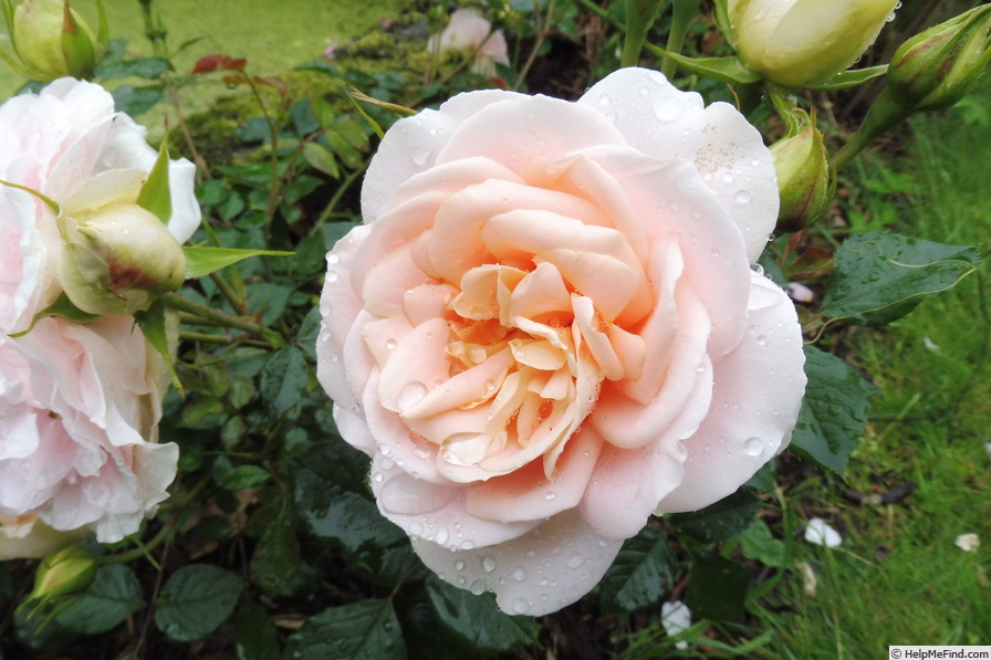 'Matthias Claudius ®' rose photo