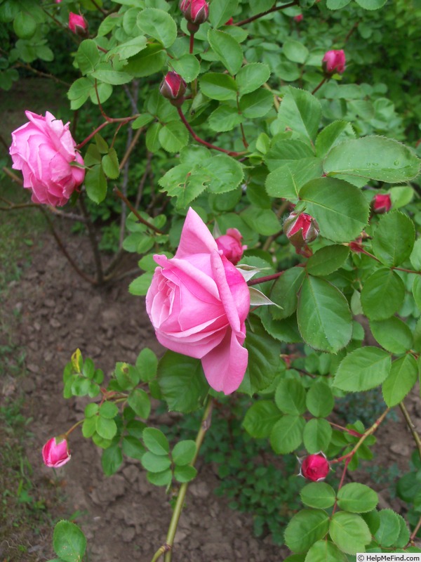 'Vesennjaja Zarja' rose photo