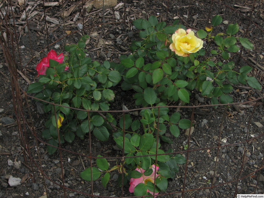 'First Editions® Campfire Rose' rose photo