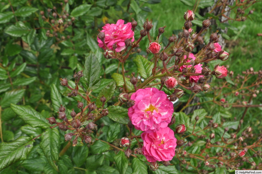 'Happy (climber, Kobelt, 2012)' rose photo