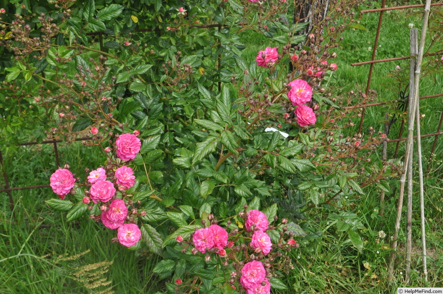 'Happy (climber, Kobelt, 2012)' rose photo