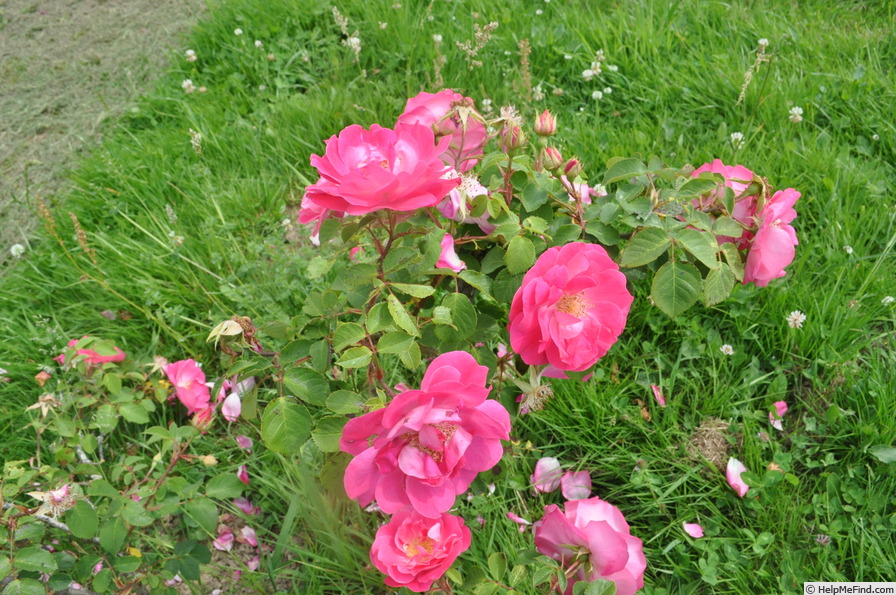 'Düsterlohe No. 2' rose photo