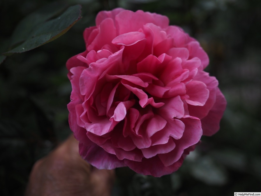 'Line Renaud ®' rose photo