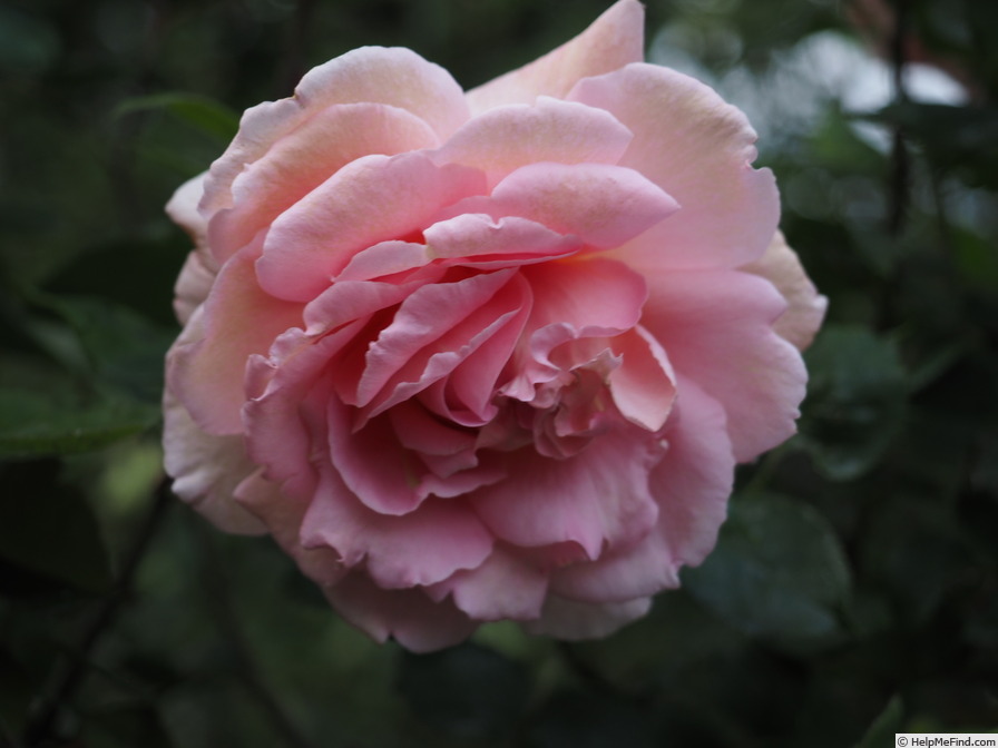 'Tiffany, Cl.' rose, click to enlarge 'Tiffany, Cl.' rose photo