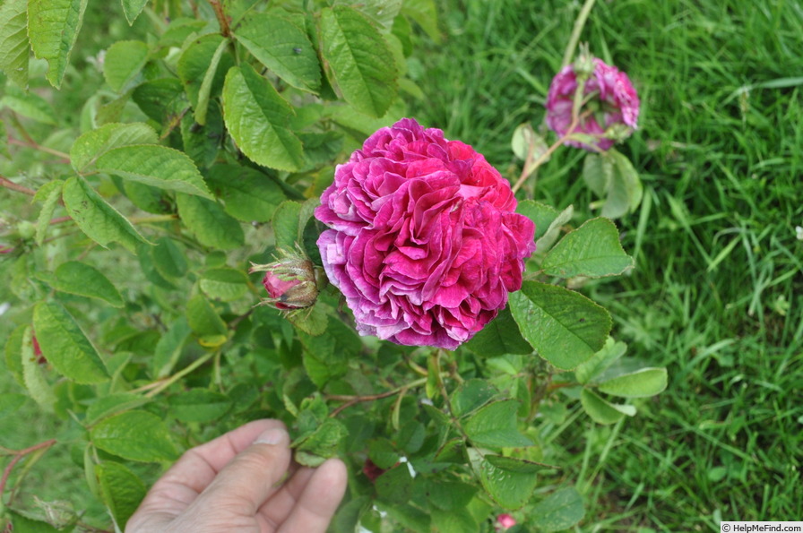 'Chénédolé' rose photo