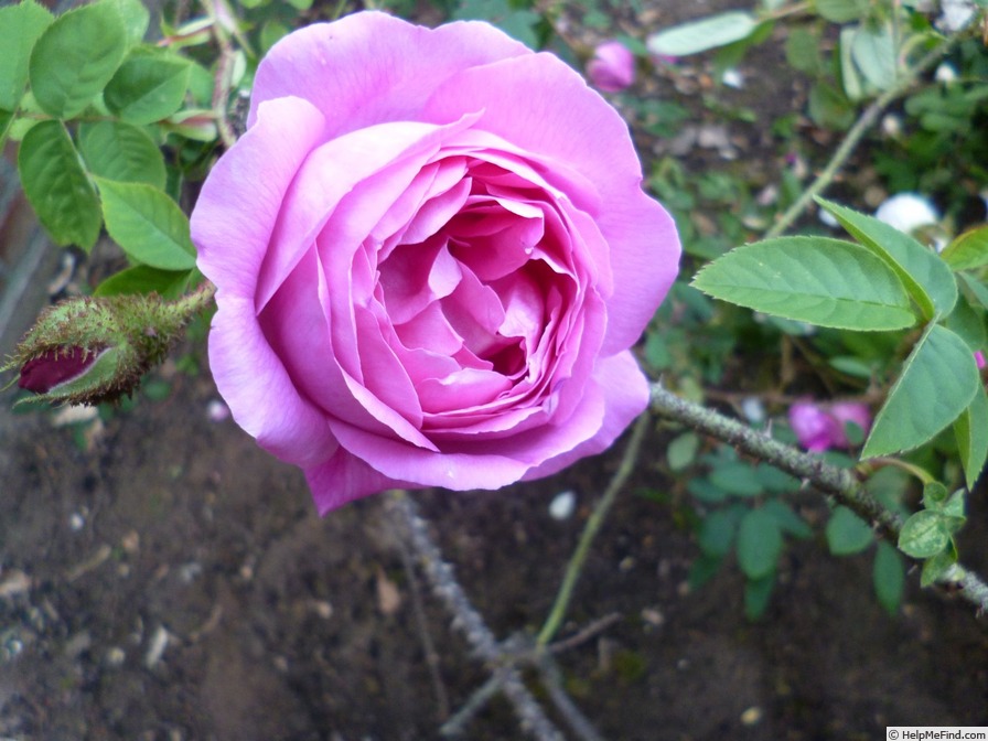 'Baron de Wassenaër' rose photo