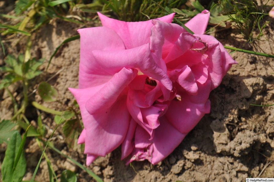 'Barbara Hauenstein' rose photo