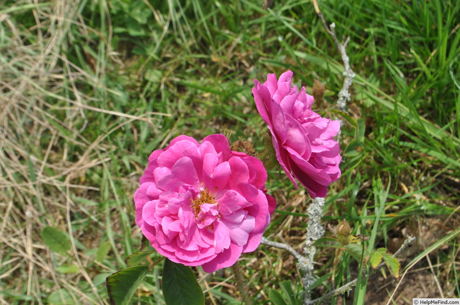 'Félicité Bohain' rose photo