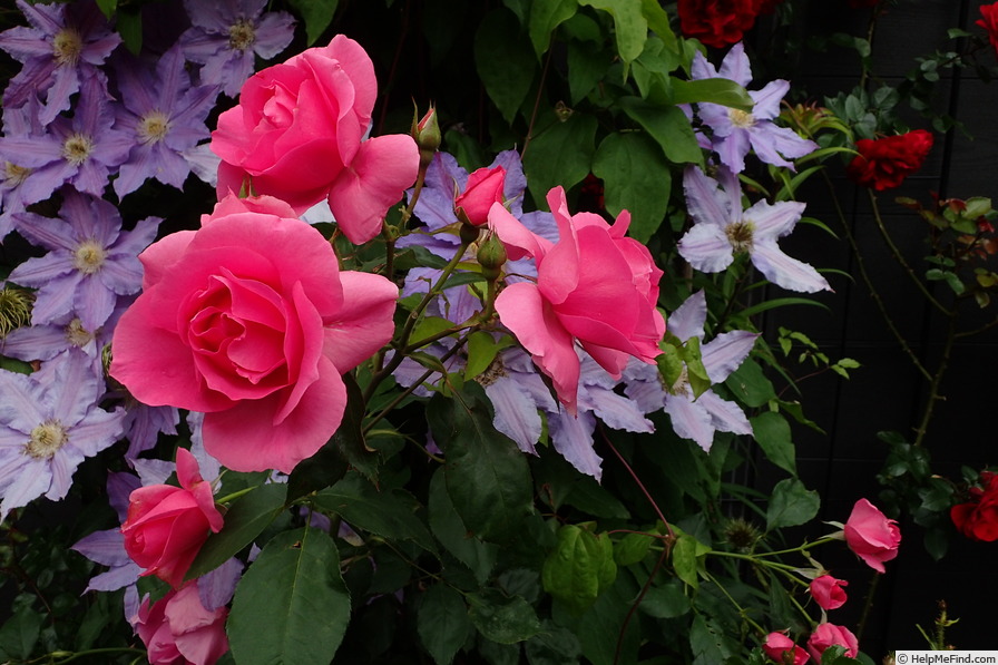 'Country Dancer' rose photo