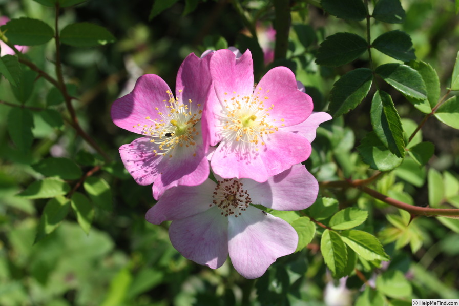 'Pink Roamer' rose photo