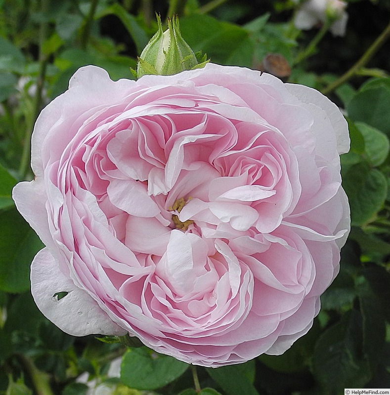 'Duchesse De Montebello (hybrid China, Laffay, 1824)' rose photo