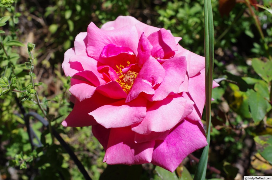 'Tallyho' rose photo