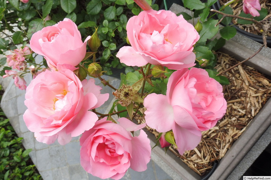 'Rosenprofessor Sieber ®' rose photo