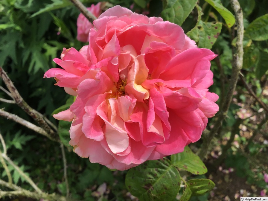 'Oratam' rose photo