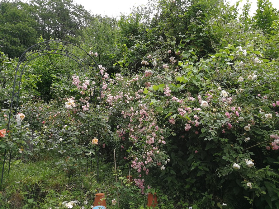 'Janine's Rose Garden'  photo