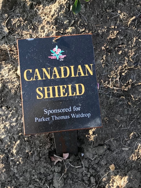 'Canadian Shield™' rose photo