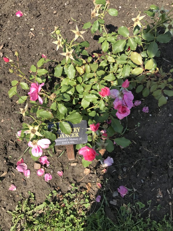 'Country Dancer' rose photo