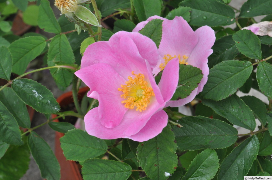 'Rosa gallica 'Rafzerfeld'' rose photo