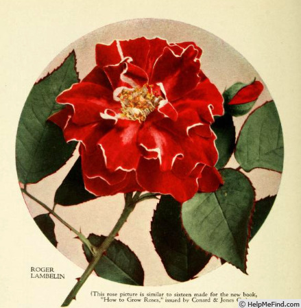 'Roger Lambelin' rose photo