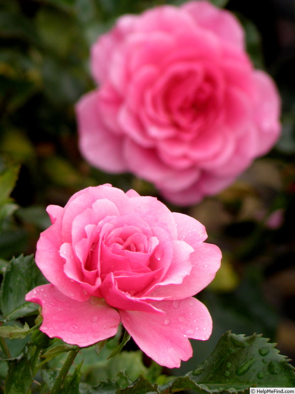 'Flowerland' rose photo