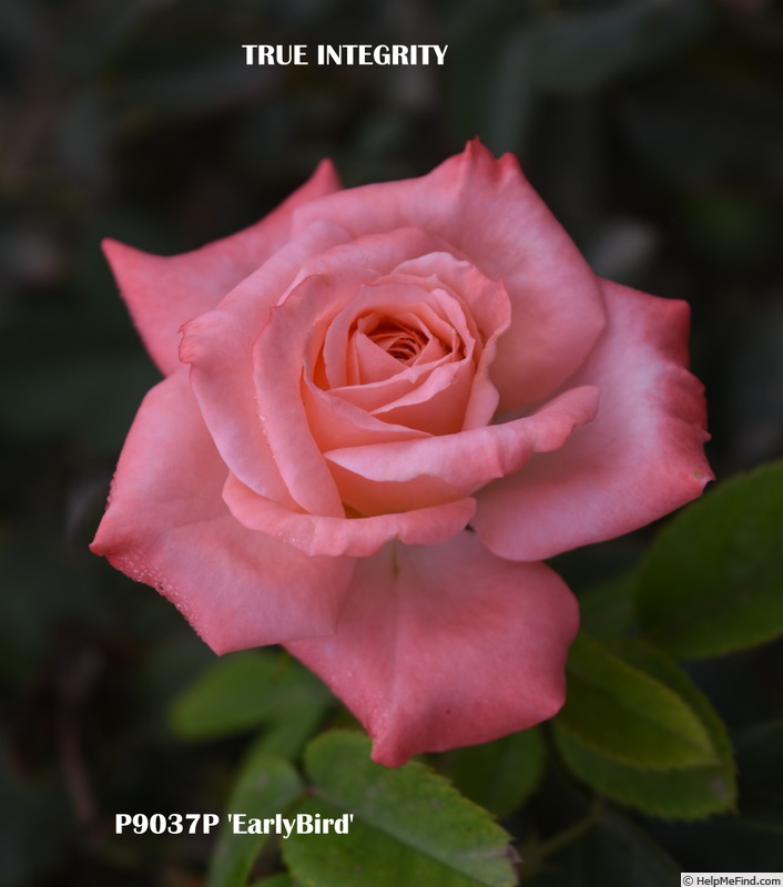 'LIMbird' rose photo
