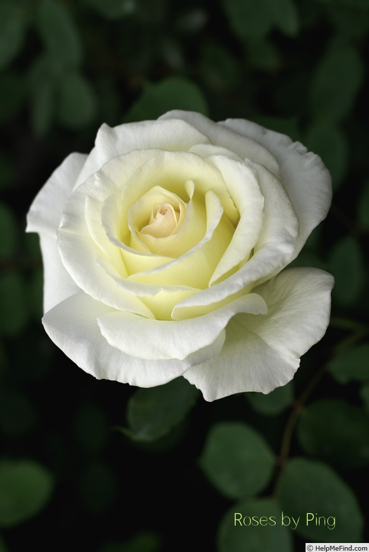 'The Finest' rose photo