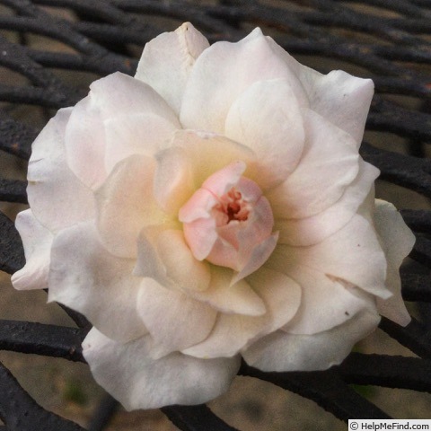 'Mel's Heritage' rose photo