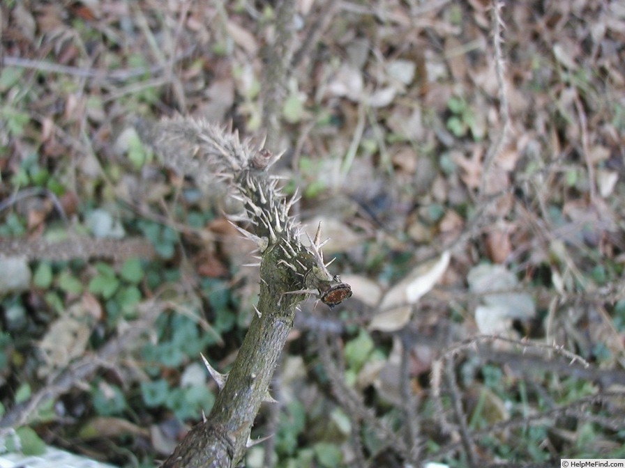 'Pink Grootendorst' rose, click to enlarge 'Pink Grootendorst' rose photo