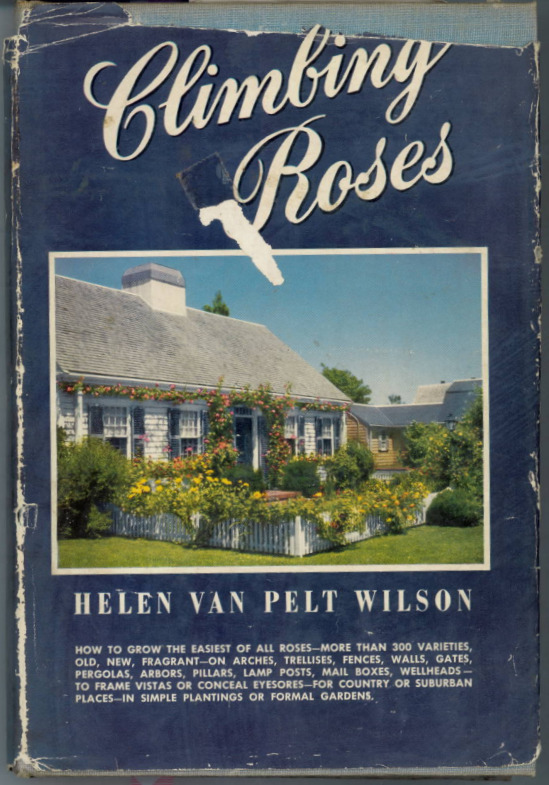 'Climbing Roses (Wilson, 1955)'  photo