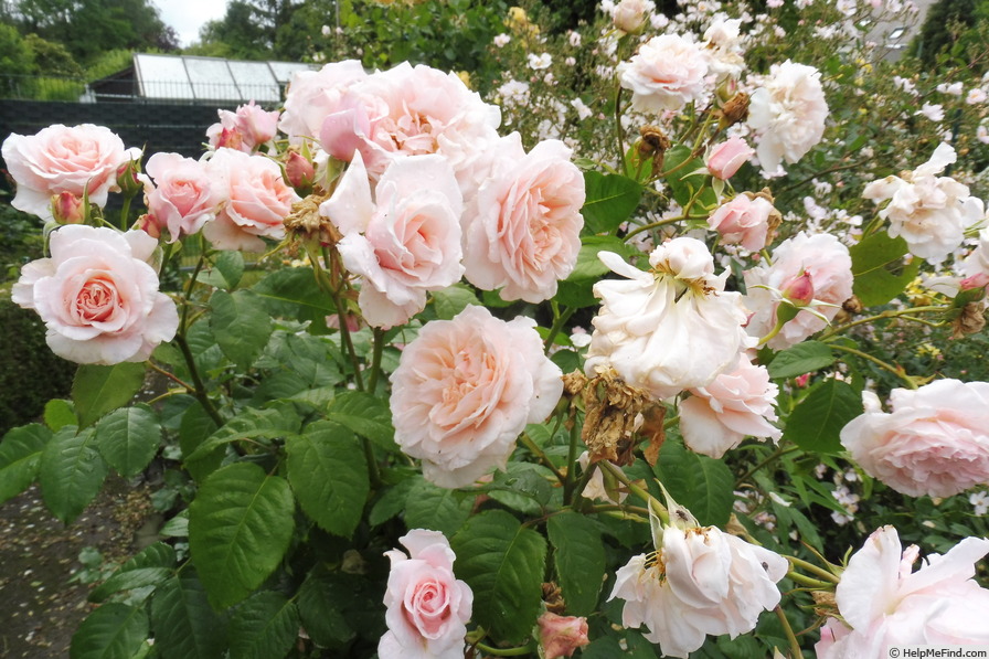'Rose de Tolbiac' rose, click to enlarge 'Rose de Tolbiac' rose photo