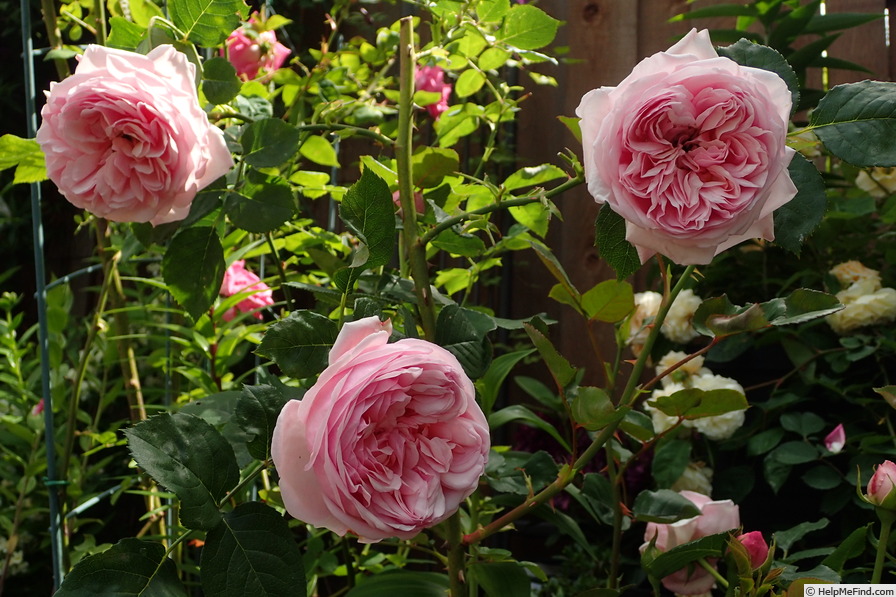 'St. Ethelburga' rose photo