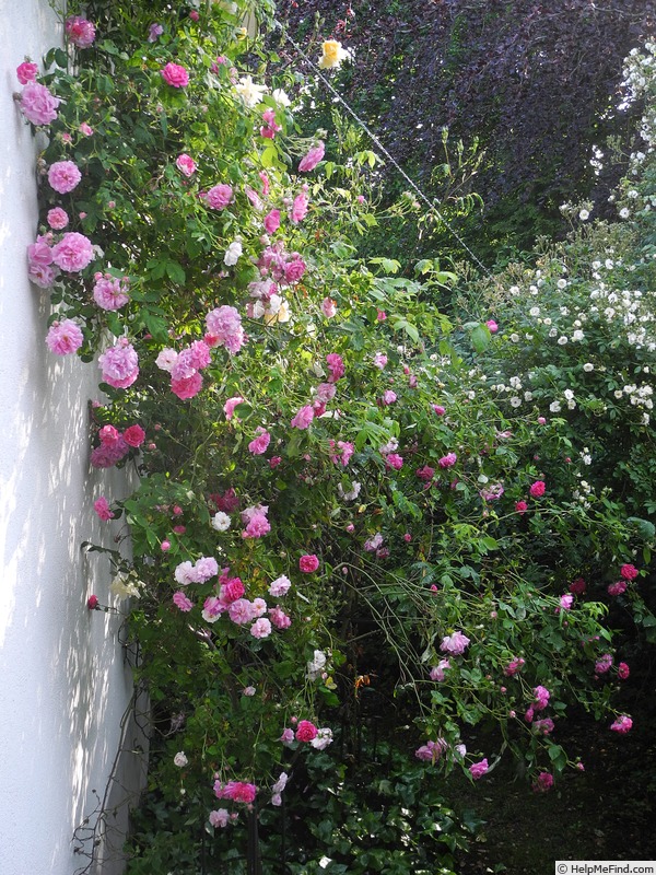 'Seven Sisters (Hybrid Multiflora, 1817)' rose photo