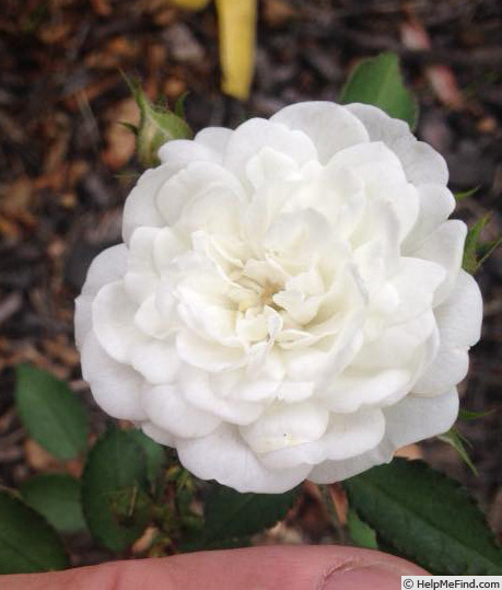 'Patsy Gerling Cunningham' rose photo