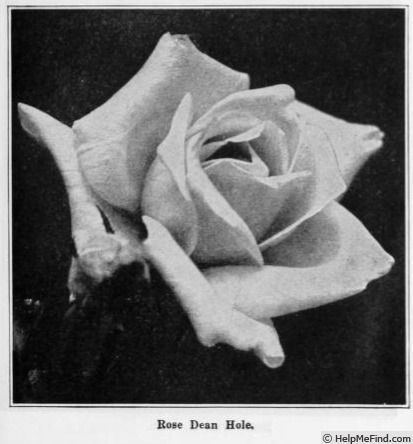 'Dean Hole (hybrid tea, Dickson, 1904)' rose photo