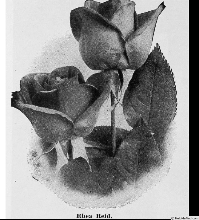 'Rhea Reid' rose photo