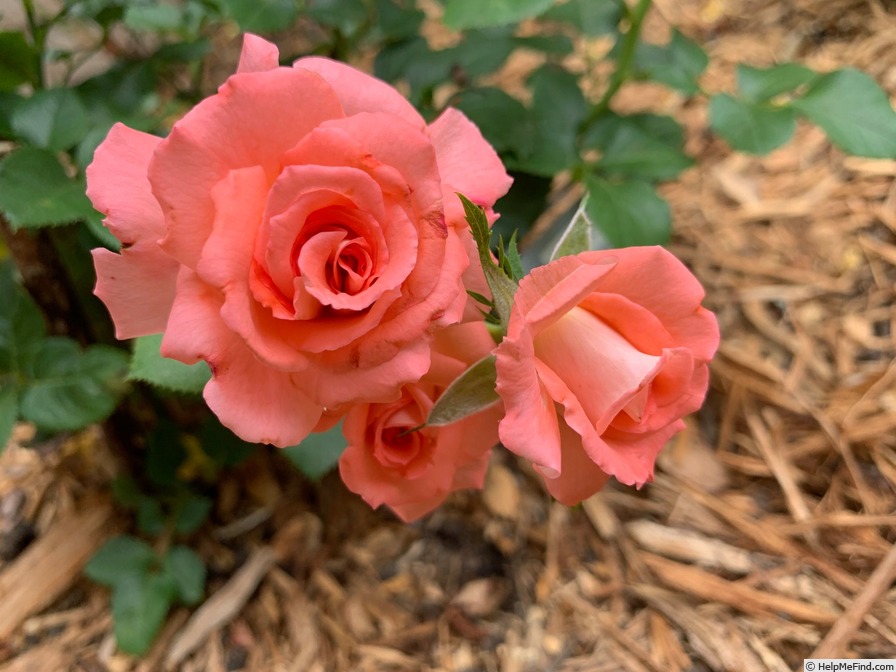 'Waiheke' rose photo
