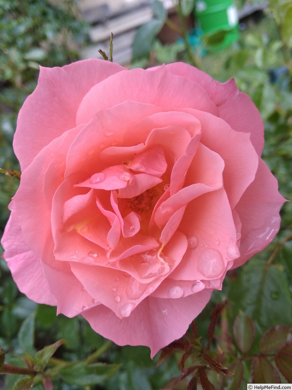 'Margaret Greville' rose photo