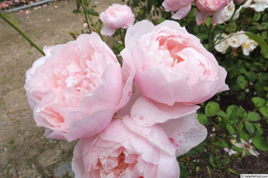 'The Alnwick Rose' rose photo